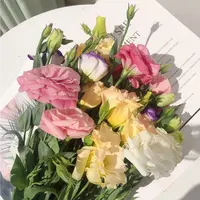 【混色洋桔梗】任意拍两单送配草三单送花瓶 云南鲜花玫瑰基地直发