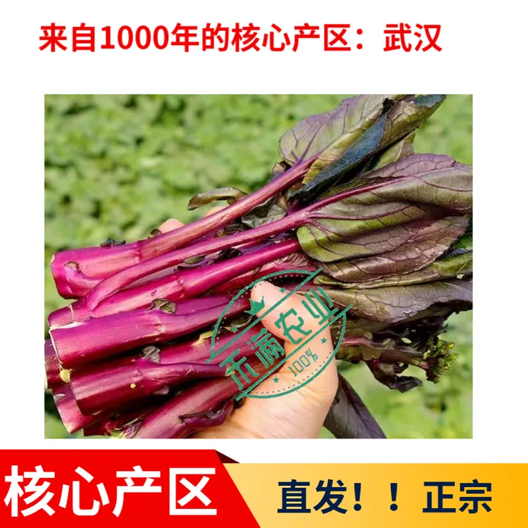 红菜薹武汉直发核心产区锁鲜发货正宗蔬菜湖北新鲜红菜苔当日现发