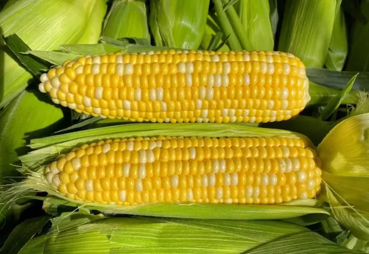 云南新鲜带壳带须金银双色水果玉米爆浆甜脆可生吃