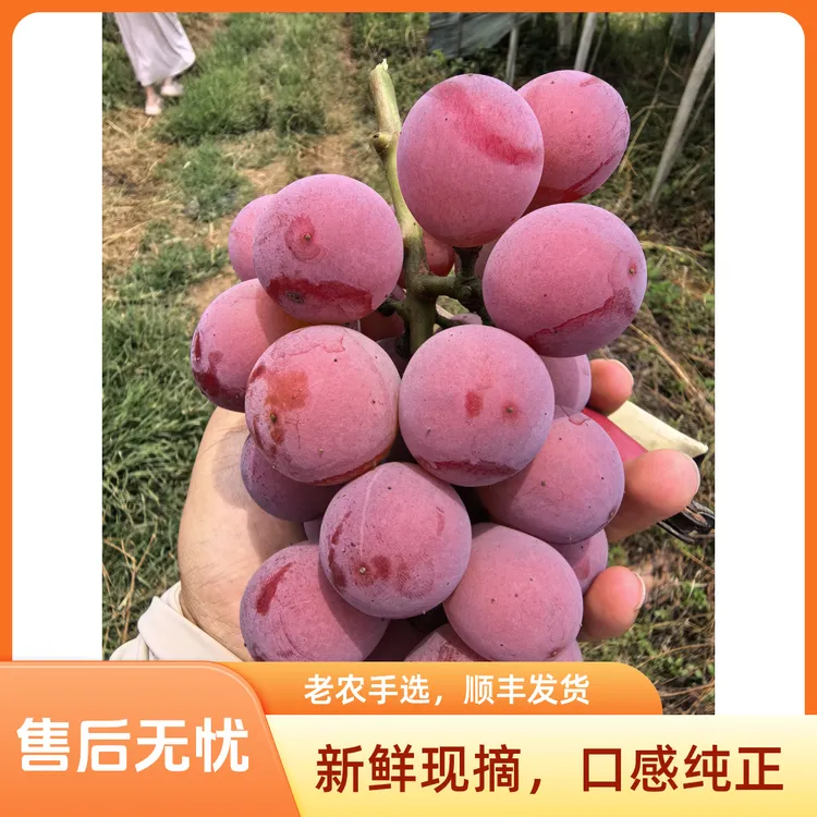 【顺丰发货】尼娜皇后新鲜大果特大果整串发
