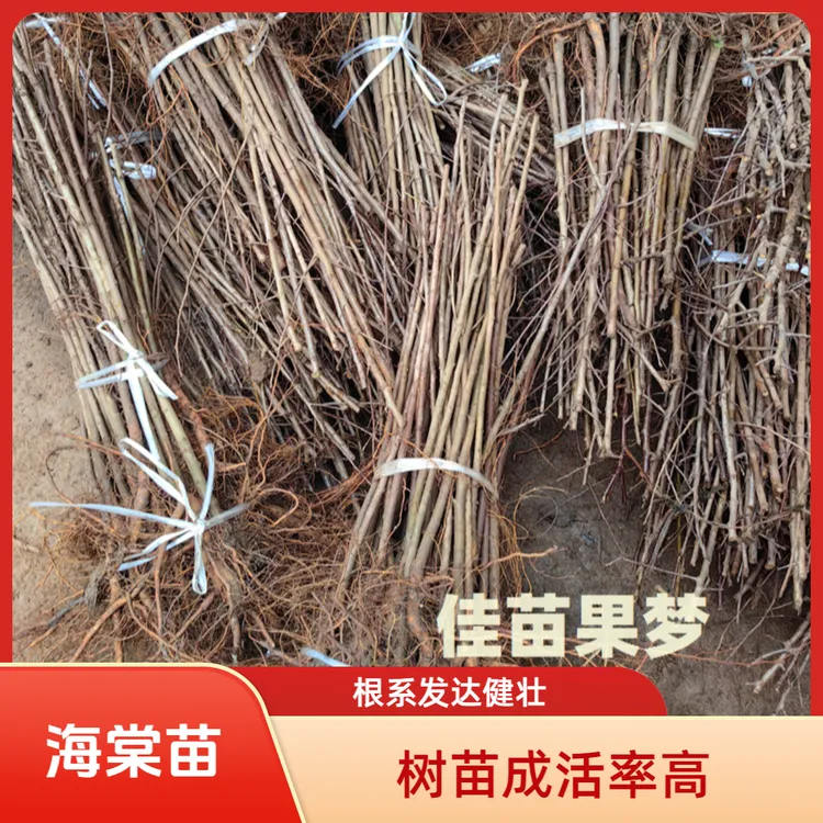 四川山丁子苗可嫁接苹果树苗山丁子树苗海棠苗砧木现挖保湿发货