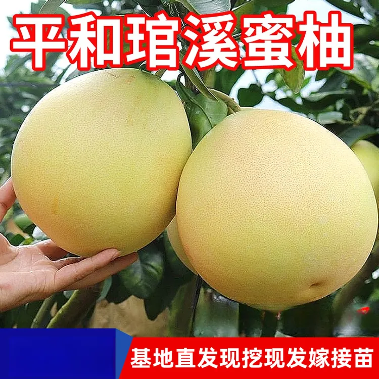 平和琯溪蜜柚树苗南北方庭院地栽盆栽嫁接红心蜜柚子苗树