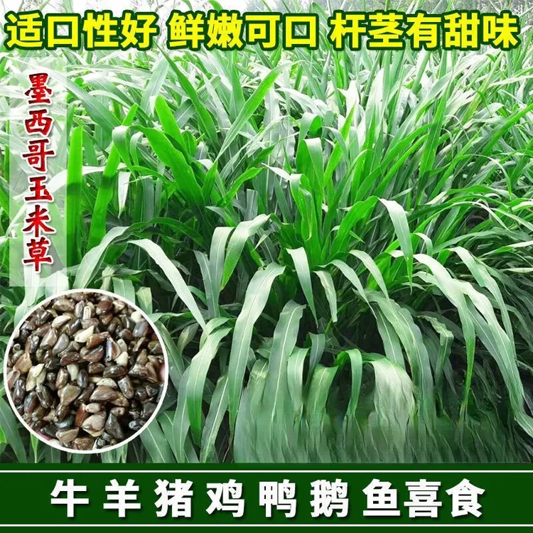 墨西哥玉米草植物种籽多年生高产耐旱品种喂猪鸡鸭鹅兔牧草种子