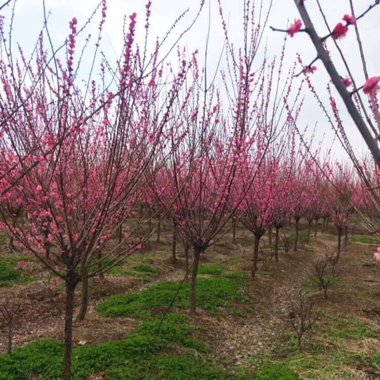 原生骨里红树苗红梅树苗红梅基地批发1-10公分粗
