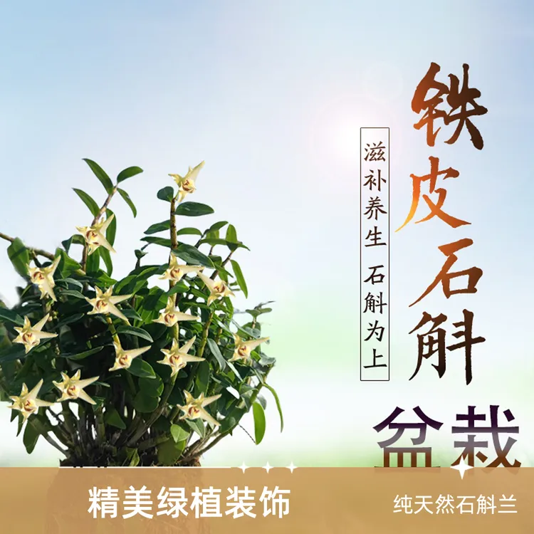 雁荡山石斛兰铁皮石斛3年苗大号25根办公室懒人绿植花卉好花卉
