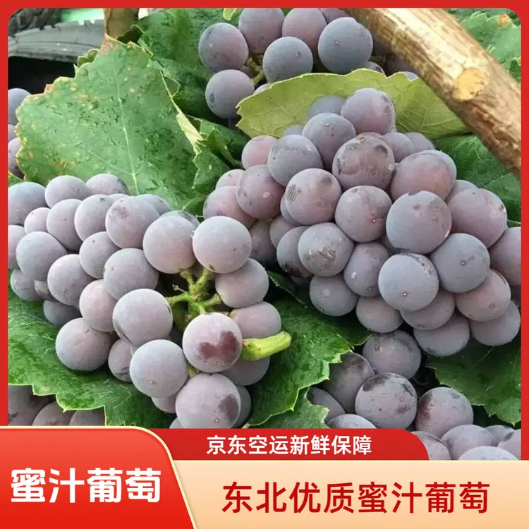 长白山通化蜜汁葡萄皮薄多汁果肉细腻孕妇葡萄宝宝葡萄（京东空运）
