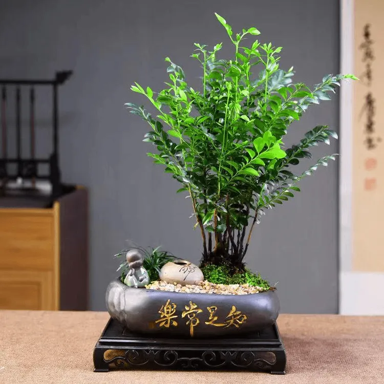 小叶紫檀盆景老桩树苗造型盆栽办公室内书房桌面四季好养花卉植物