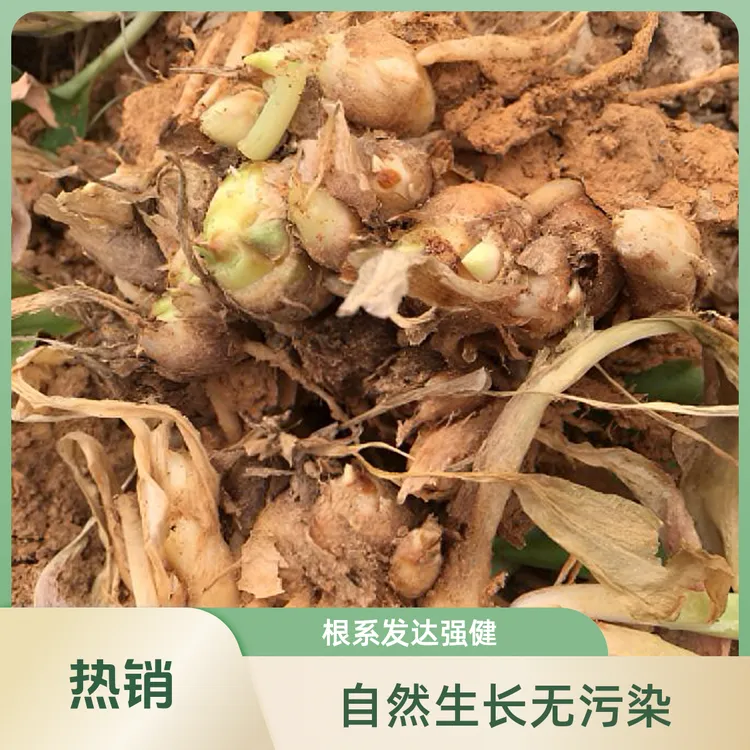 农家自种生萘沙姜炒鸡炒肉配料山头种植