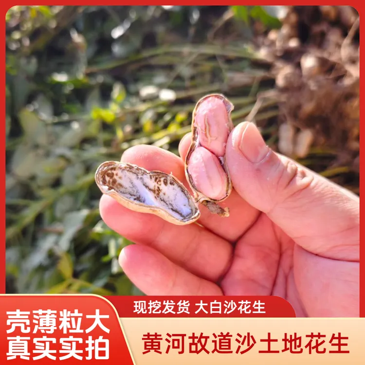 {包售后}新鲜采摘湿花生粉皮花生带壳河南开封现挖现发农家种植