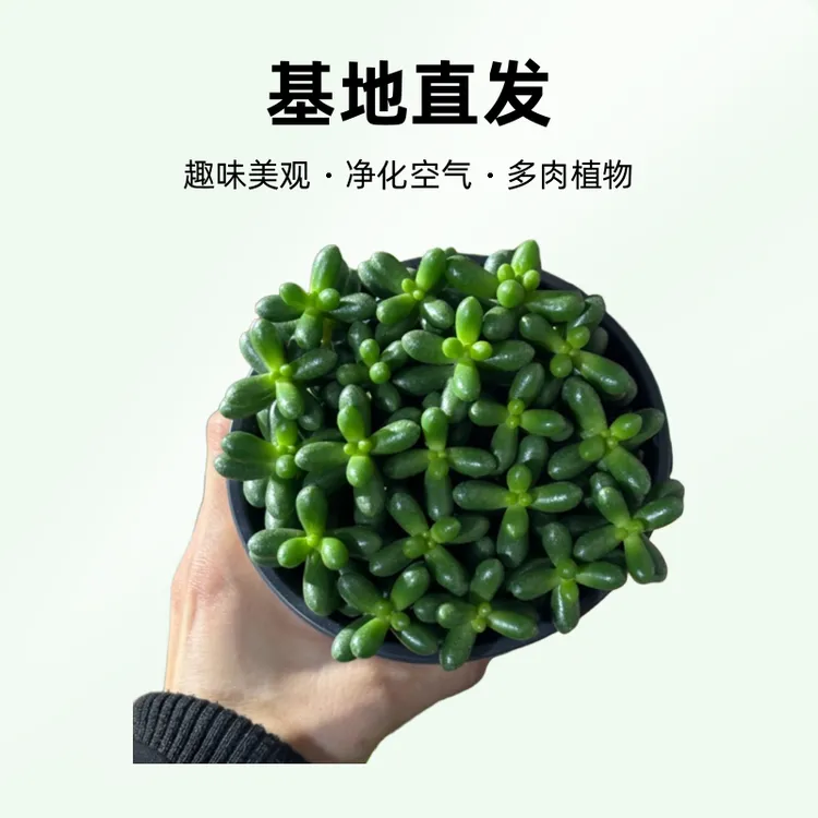 绿龟之卵多肉｜11cm盆基地直发｜萌宠肉肉【新疆包邮】