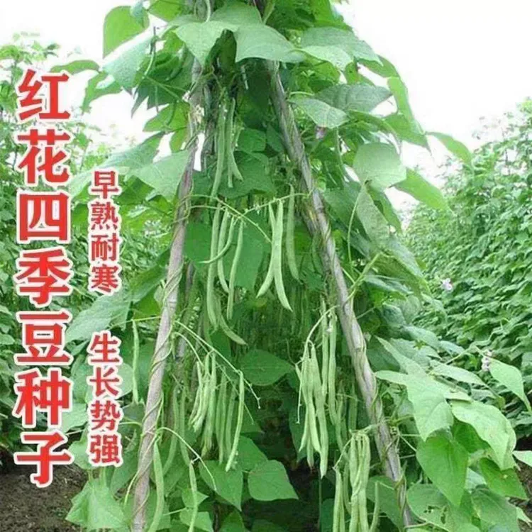 【红花四季豆种子】架豆早熟高产搭架四季豆种子阳台盆栽春秋夏播