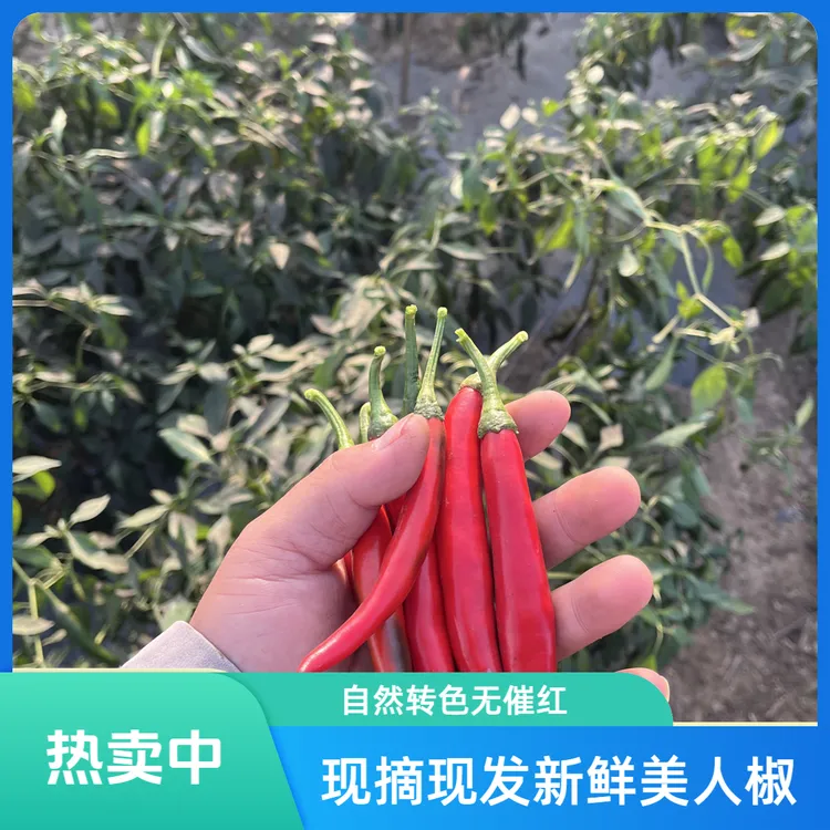 新鲜现摘美人椒红辣椒辣椒农家自种中辣微甜自然转红水分丰富