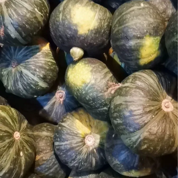 东北落花面窝瓜8斤半到9斤包邮