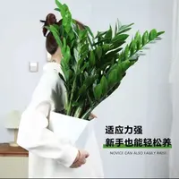 【新疆包邮】金钱树盆栽植物室内钱串子招财客厅四季常青