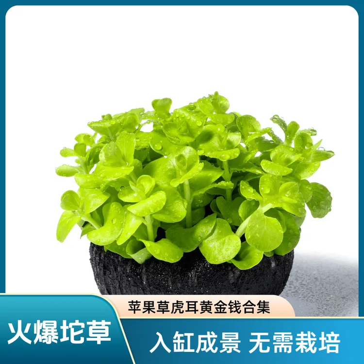 太阳草罗贝力草水草坨草新手懒人水培植物阴性净化鱼缸专用水草