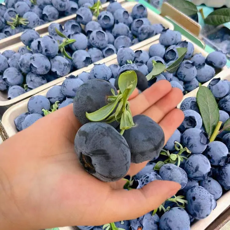 【顺丰京东｜25花香】杨书记云南抚仙湖当季水果蜜桃花香脆甜蓝莓