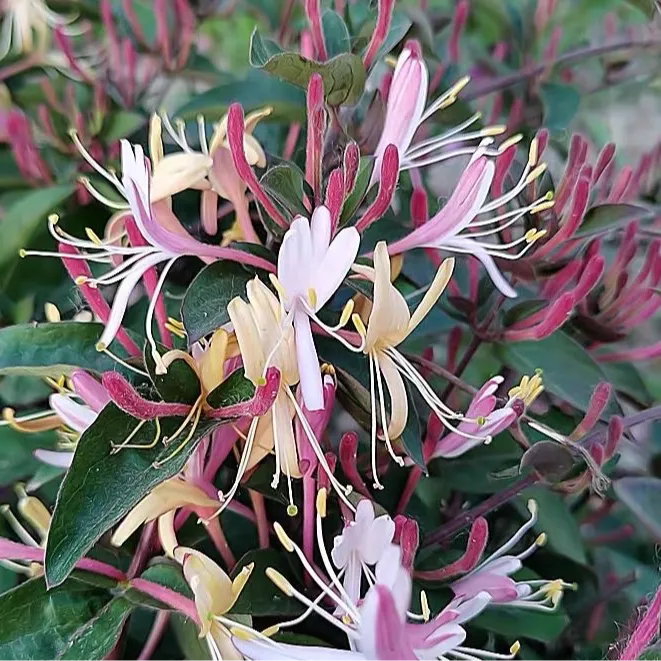 花自开金银花苗红色彩色黄色浓香多季开花卉盆栽阳台庭院爬藤植物