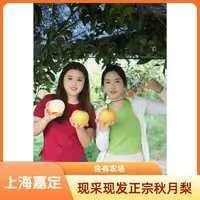 上海嘉定梨园自种秋月梨精品果/礼盒装中秋应季水果