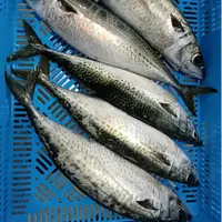东海青占鱼新鲜冷冻海鲜
