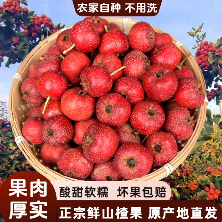 【当季鲜果】八月红2025山西新鲜金星现发酸甜水果原产地直发鲜山楂
