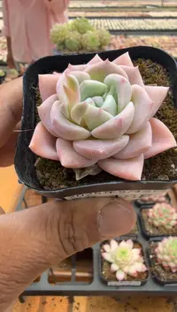 东云多肉园二店-188