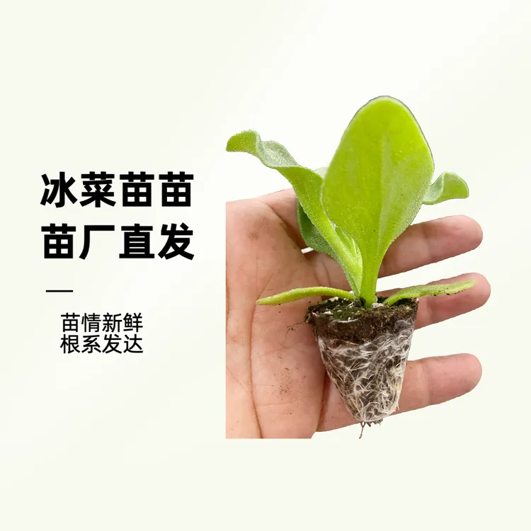 冰菜苗冰草苗冰叶日中花大叶冰菜秧苗寿光种苗苗厂直发穴盘苗直播