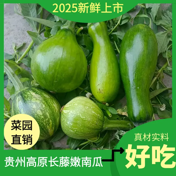 贵州农家新鲜现摘长藤小南瓜嫩瓜绿皮圆瓜脆嫩清甜不打农药