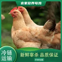 【小邢.】 买一只送一只 林间放养黄油老母鸡 2只净重5.4斤