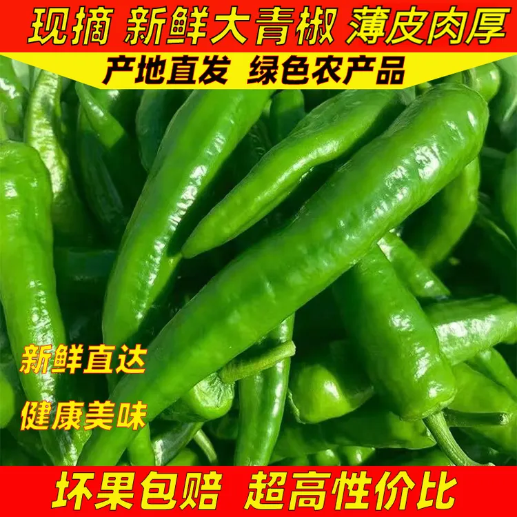 【爱心助农】农家自种新鲜现摘现发薄皮牛角椒羊角椒香辣青椒