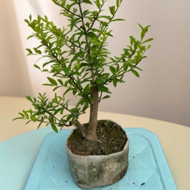 新款造型小石榴盆景阳台绿植卧室石榴小老桩盆栽