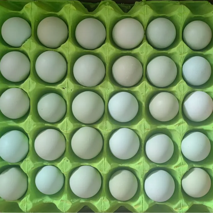 绿壳鸡蛋现捡现发无抗红心蛋新鲜营养