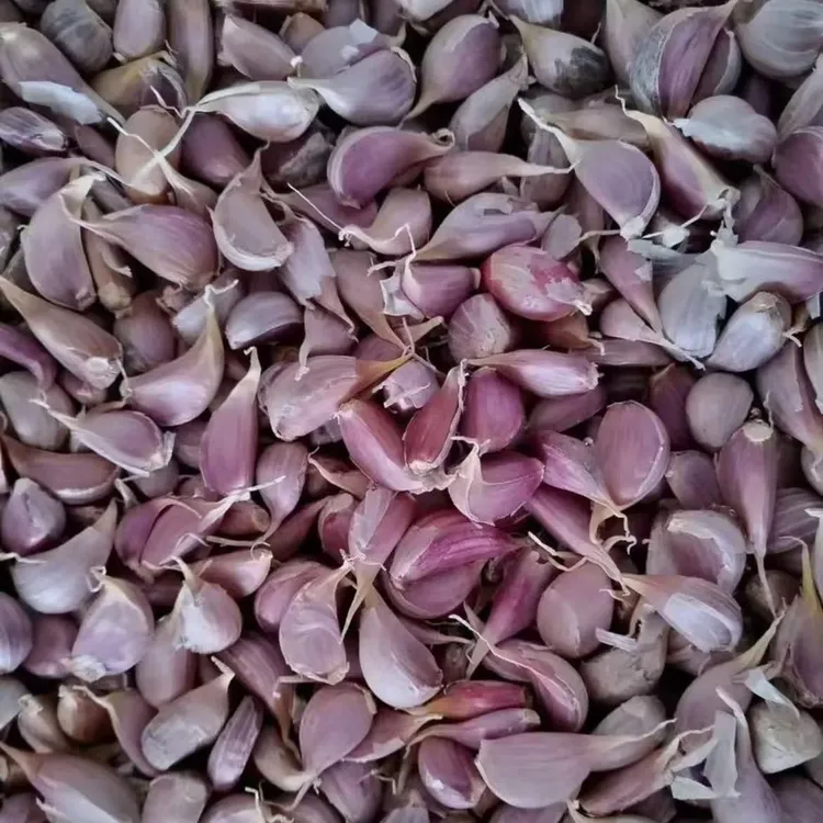 高端算好大蒜拌种大蒜包衣正品叶面肥