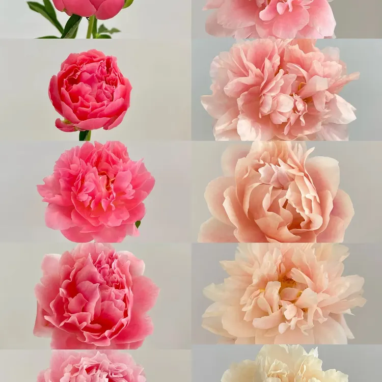 【尤你】夏威夷珊瑚芍药 直播间粉丝专享丨芍药产地直发