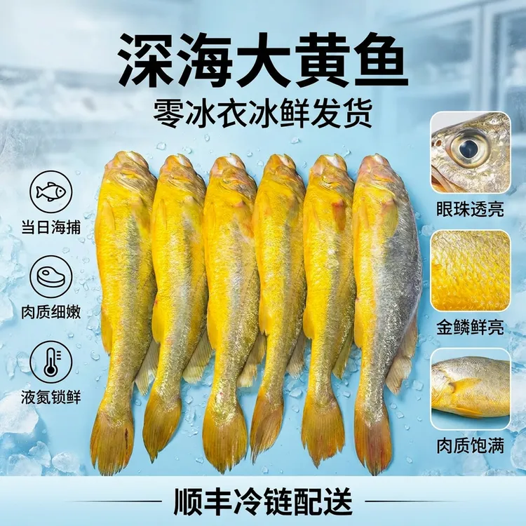 深海野化大黄鱼鲜鱼发货7两~8两/条深海天然肉质鲜美顺丰冷链发货