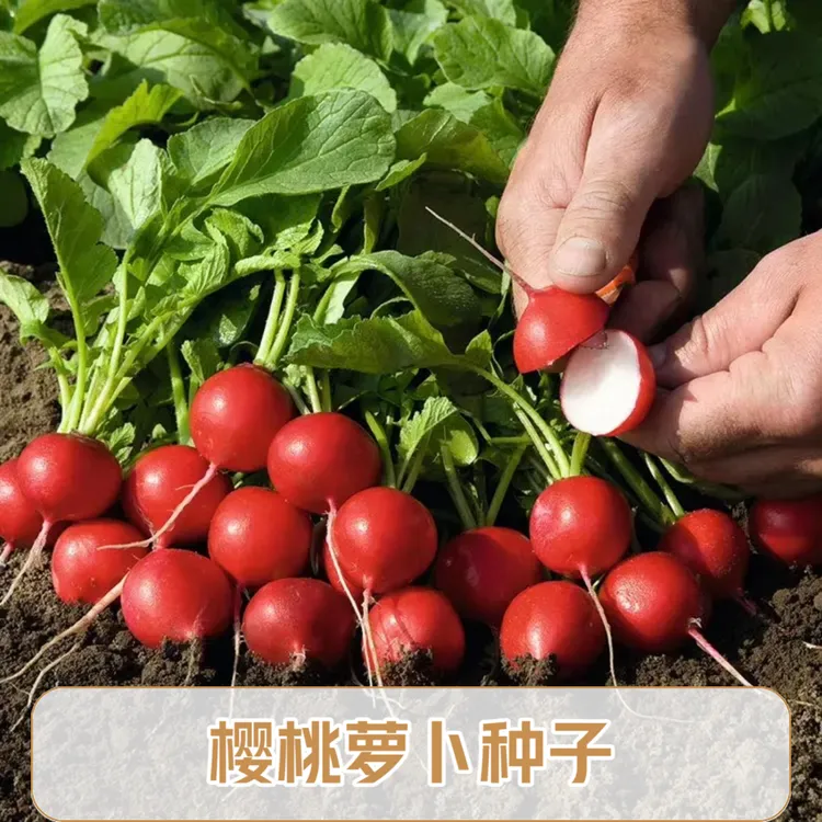樱桃萝卜手指萝卜种子菜种子【贝妈同款】蔬菜圆形美观整齐种植品质