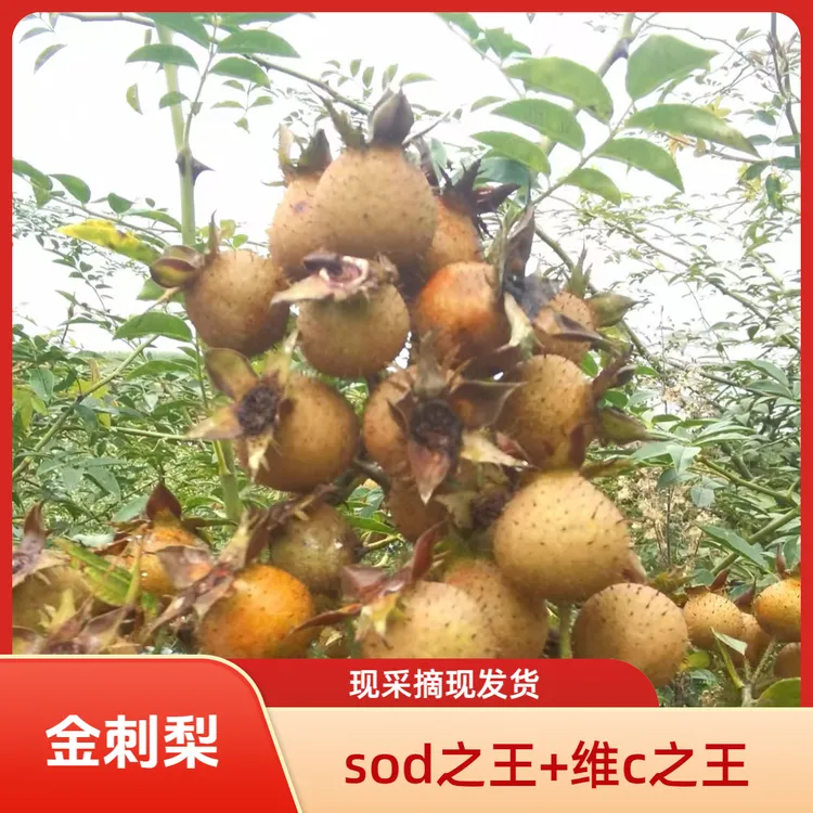 贵州金刺梨鲜果（维C之王+SOD之王）生吃、榨汁、泡水、泡酒