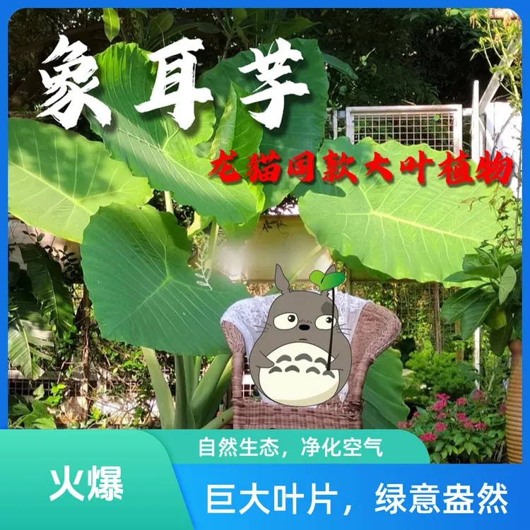 巨大象耳芋霸王芋大野芋室内绿植客厅大叶花卉盆栽庭院超大叶植物
