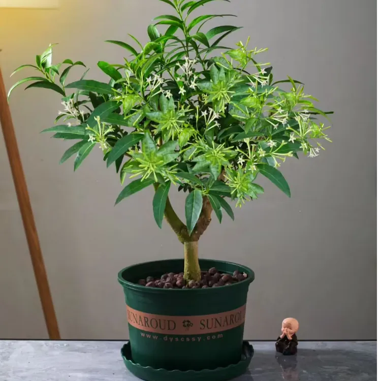 夜来香树苗庭院阳台种植浓香型花卉当年开花四季常青驱蚊驱虫绿植
