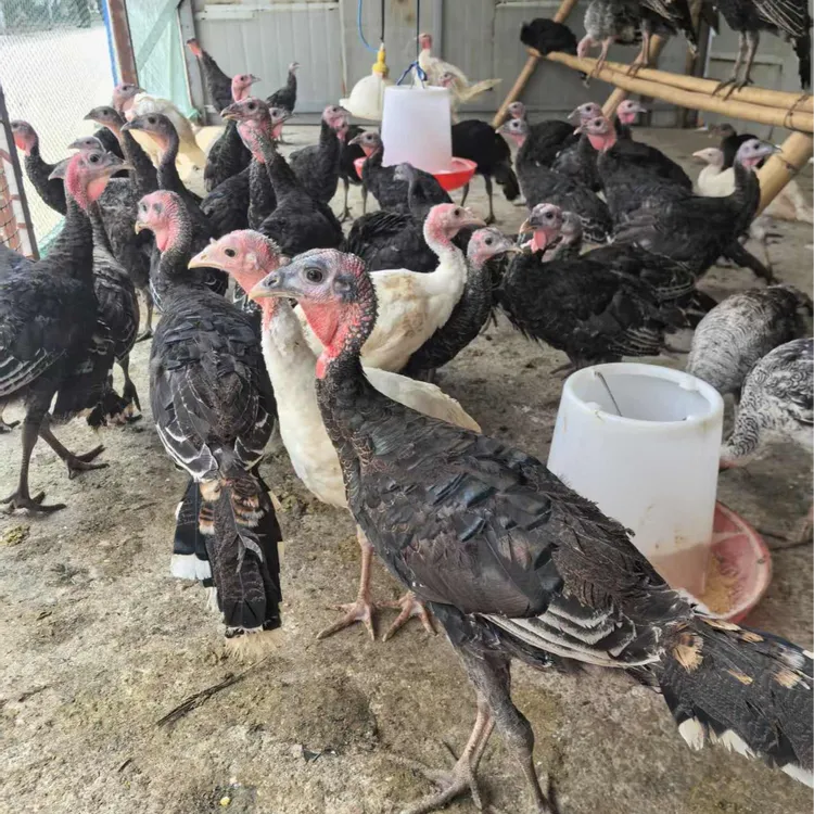 500系火鸡 青铜 尼古拉火鸡