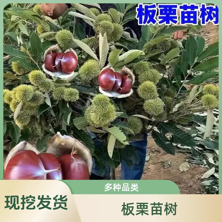 嫁接板栗苗树地栽南方北方种植大红袍特大板栗树果树果苗板栗树苗