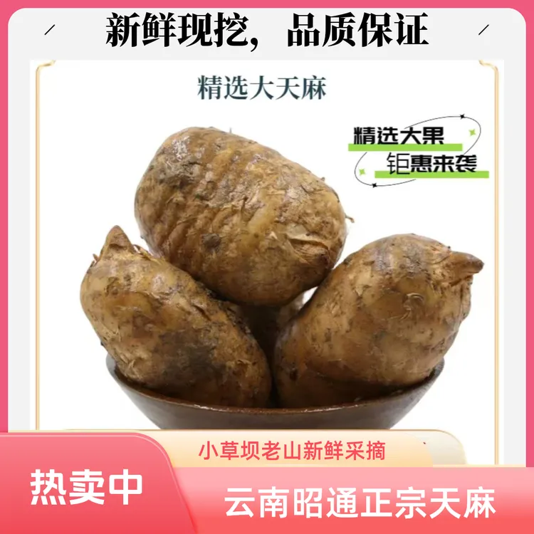 （天麻）云南昭通小草坝老山新鲜乌天麻正品新鲜云南天麻仿野生种植