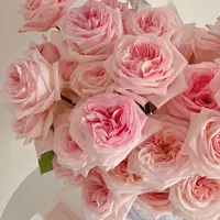 母亲节A2粉荔枝+苏菲宝贝+蓝星花+风铃+康乃馨+扶郎花20支套餐