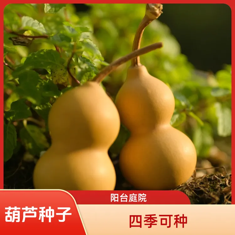 【新疆包邮｜小葫芦种子】كىچىك قاپاق ئۇرۇقى庭院阳台四季盆栽精选