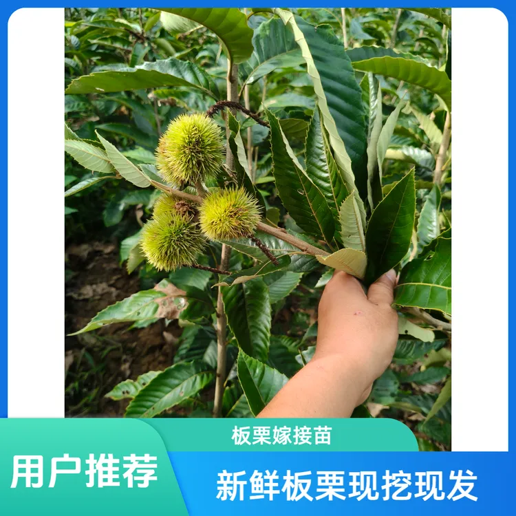 板栗嫁接苗四川大红袍板栗树苗南北方种植板栗树苗