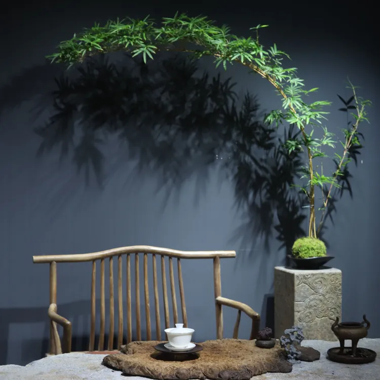 红观音竹簕竹禅意茶室绿植禅意竹子盆景茶空间绿植茶室绿植禅意