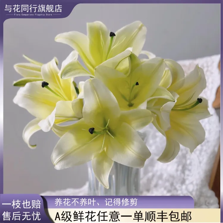【DR专属】黄天霸云南鲜花基地日常插瓶鲜切花装饰办公室清香A级