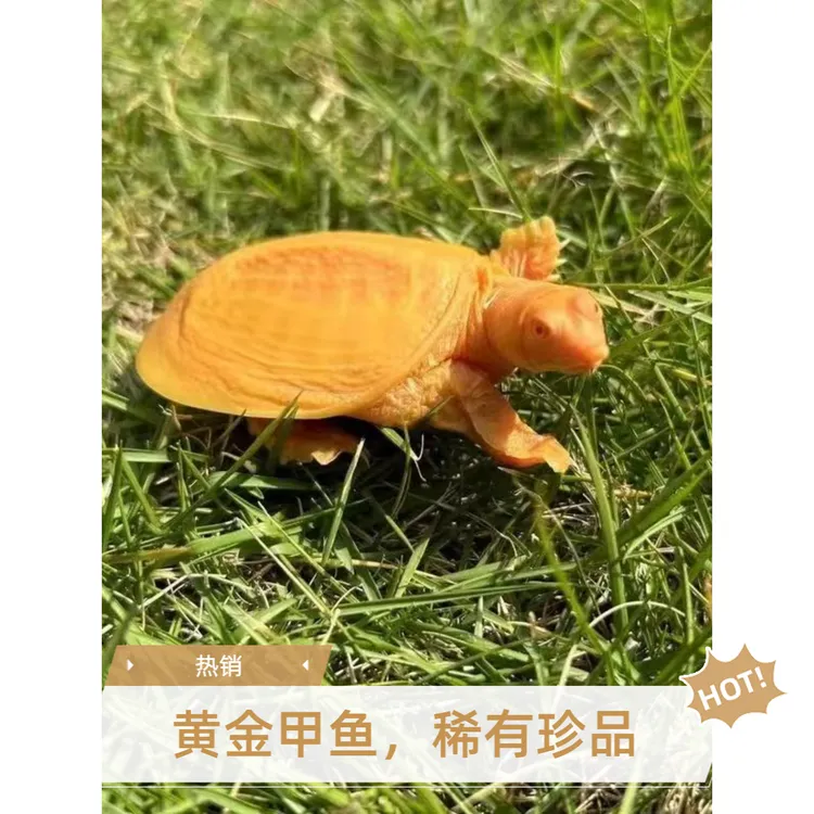 中秋好物中秋佳节团圆农家补充营养味道鲜美高活性高端品质甲鱼