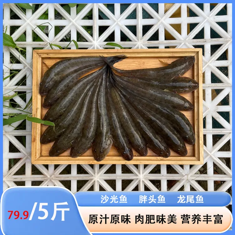 【破价】5斤沙光鱼 20条左右/斤 新鲜海捕鲜活龙尾鱼连云港顺丰发货