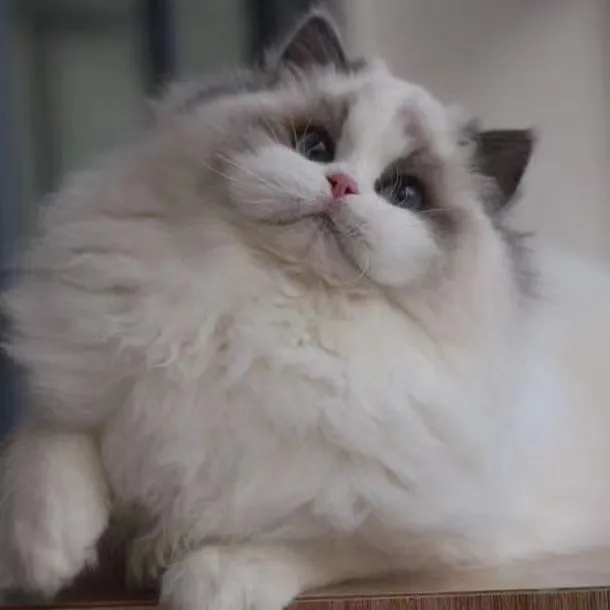 【尤朵布偶】精品新版布偶猫