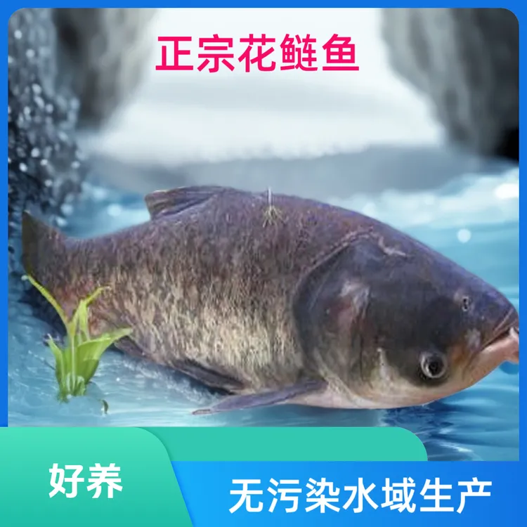 淡水养殖花鲢鱼大头鱼鱼塘水库新鲜基地直供优质包活食用活体批发